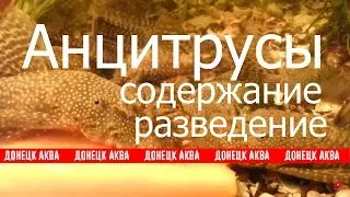 как содержать анцитрусов, Ancistrus, Zucht Aquarienfische, pesci d'acquario, les poissons d'aquarium