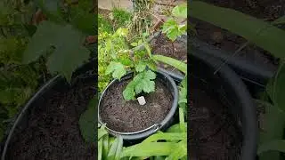 Посадка вегетирующих саженцев винограда и обзор "старых" кустов.