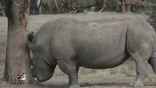 Big five animals on Africa safari