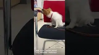 Папийон. 