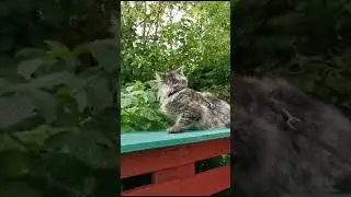 Maine Coon kittens. Male. Color silver tiger. Available.