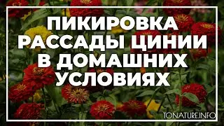 Пикировка рассады цинии в домашних условиях | toNature.Info