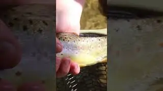 It was well worth the drive to see family and catch some trout. #troutfishing #keephammering