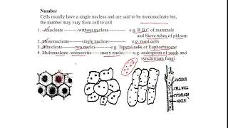 Nucleus