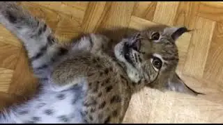 Маленькая Рысюша