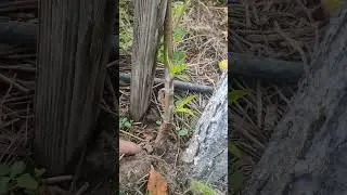 Пошли в рост окулировки