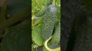 Партенокарпические огурцы, что это такое?