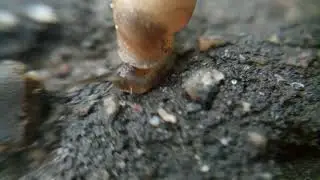 Улитка ползёт. Макро
