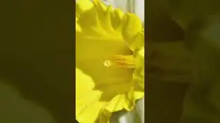 #աուդիոգրքեր