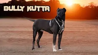 Bully Kutta ▪ Everything About This Fearless Mastiff