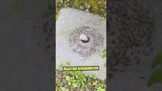 Спираль смерти