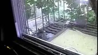 Best of Resident Squirrel