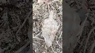 Какая интересная бутылочка после духов СССР #metaldetecting #коп