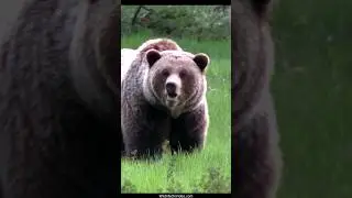 Biggest Grizzly Bear Sow We have Seen so Far