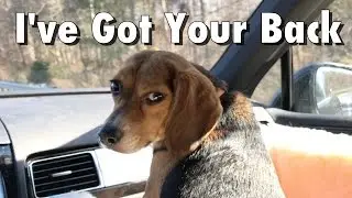 Puppy says, "I've got your back"