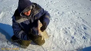 МОРОЗ -30 А ЩУКА РВЕТ ХАПУГУ. Рыбалка на Амуре на хапугу (хлопок) зимой ловля щуки