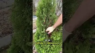 Spring care for thujas 