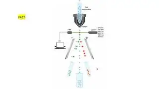 HIV CD4 တိုင်းတာခြင်း (flow cytometry အပိုင်း ၂)