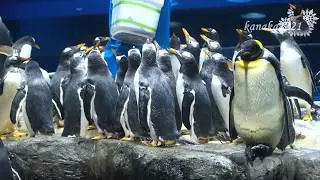 海響館 ジェンツー軍団に突き飛ばされた、はこねさん。
