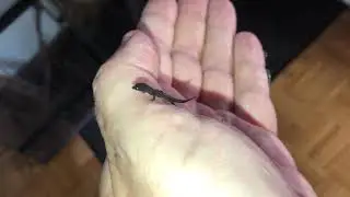 Newborn Sphaerodactylus fantasticus fuga