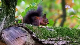 Squirrel eats a nut #Shorts