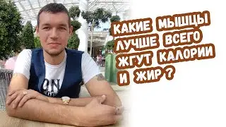 Какие мышцы лучше всего жгут калории и жир?