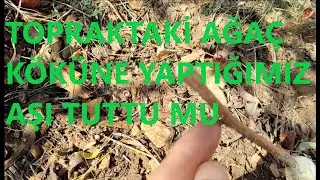 Toprakta Kalan Ağaç Köküne Yaptığımız Aşı Tuttu mu