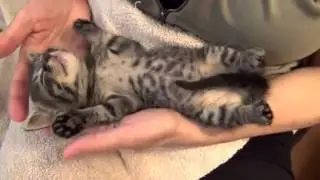 Funny Cats Funny Cat Videos Funny Cats Complation Cute Cat 2015