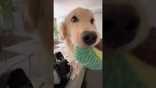 Abandoned Puppy is Upset 🥺 