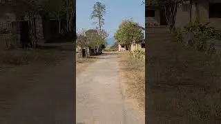 Tiger attacking 2 logo ki death Dhikala Zone me Singhania Safari #wildlife #viral