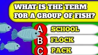 What Is The Term For A Group Of FishThink You're Smart? Tackle These 1 General Knowledge Questions!
