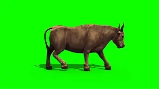 Green Screen Bull Dark Haired and Light Walking animals -greenLk