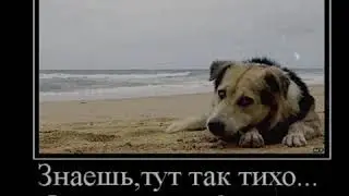 Видео до слёз про собак и их верность.