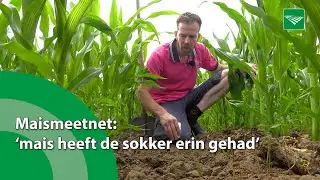 Maismeetnet: 'Mais heeft de sokken erin gehad.'