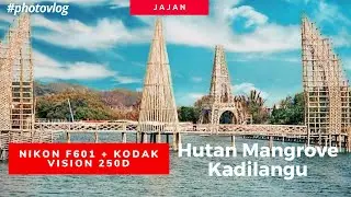 HUNTING FOTO DENGAN KODAK VISION 250 D DI WISATA HUTAN MANGROVE KULON PROGO