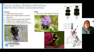ID training: An introduction to the Cuckoo bumblebees with Clare Flynn