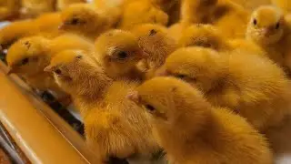 How to avoid ruining quails! And raise a good bird with maximum weight.