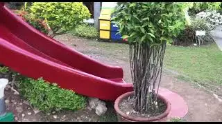 TOURIST FAVORITE SPOT BEAUTIFUL FLOWER GARDEN