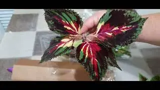 🌺Колеусы! Шок от этой посылки!🌺И все таки  раскрою тайну!