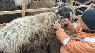 БЕРУНИЙ МОЛ КУЙ БОЗОР 2022_01_09 