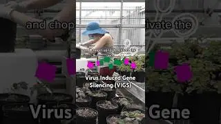 tricking plants for science!