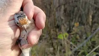 Bird catching