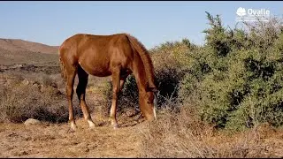 OVALLE CULTURA RURAL | Barraza Alto / Socos