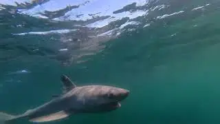 Tagging and Releasing a Porbeagle Shark