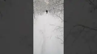 Пошёл на работу напали собаки.