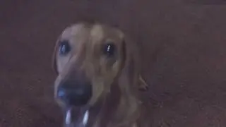 Мартин учится петь