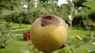 Apple variety Saint Edmund's Russet
