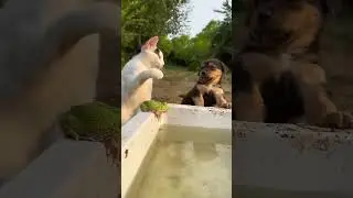Funny Cats and Dogs 😂😂 😂  #Shorts