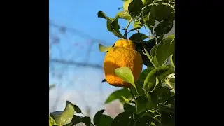 Один из мартовских дней, удобрение «Chicchi di Sole»