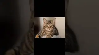 Catslover 🐈😍 @sarwaraportugal